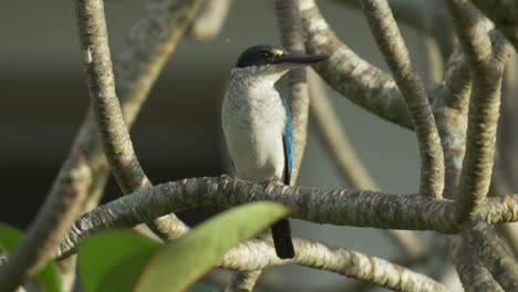 Collared-Kingfisher-Perched-on-Plumeria-Tree-Branch---Todiramphus-chloris-also-known-as-the-white-collared-kingfisher,-black-masked-kingfisher-or-mangrove-kingfisher---close-up