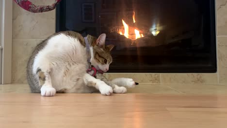 House-cat-grooming-itself-in-front-of-a-cozy-fireplace