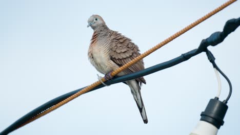 Zebra-Dove-Resting-Perched-on-Electric-Wire