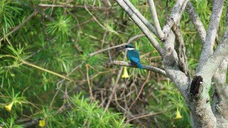 Collared-Kingfisher-Perched-on-Tropical-Tree-Branch--back-view