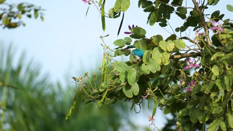 Collared-Kingfisher-Perched-on-Tropical-Tree-Branch-Takes-Wing-in-slow-motion