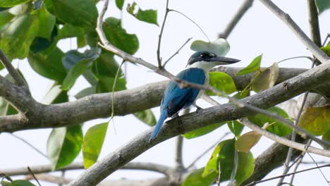 Collared-Kingfisher-Perched-on-Tropical-Tree-Branch-close-up---Todiramphus-chloris-also-known-as-the-white-collared-kingfisher,-black-masked-kingfisher-or-mangrove-kingfisher