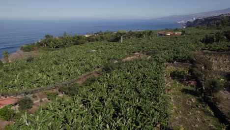 Vista-Aérea-De-Una-Gran-Plantación-De-Plátanos-En-La-Costa-De-Tenerife
