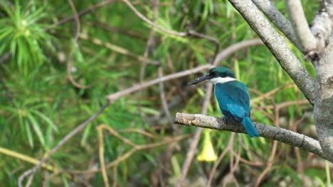 Collared-Kingfisher-Thront-Auf-Einem-Tropischen-Baumzweig---Rückansicht---Nahaufnahme