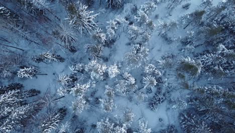 Bosque-Nevado-En-Un-Frío-Día-De-Invierno