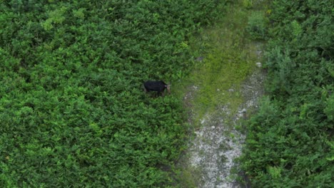 Moose-walks-through-dense-vegetation-foraging