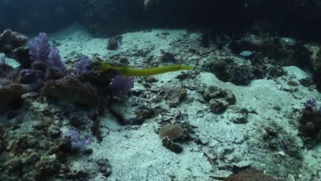 Trumpetfish-Nada-En-Busca-De-Comida-En-El-Arrecife-De-Coral-Del-Parque-Marino-Protegido
