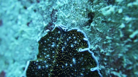 Acanthozoon-marine-flatworm-crawls-on-rocky-coral-reef,-macro-close-up