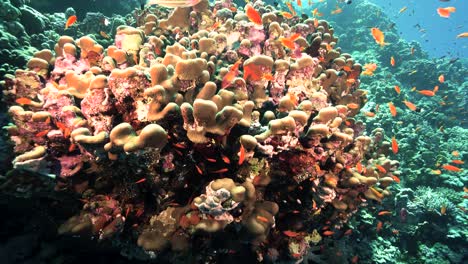 Hermoso-Y-Saludable-Arrecife-De-Coral-Tropical-Con-Cardumen-De-Peces-De-Coral-Rojo-Bajo-El-Agua---Toma-Submarina