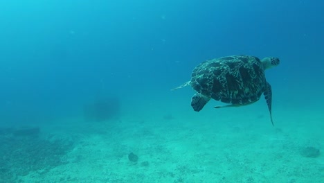Green-turtle-with-two-remoras-swims-quickly-over-shallow-sandy-ocean-bottom