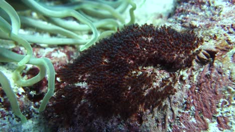 Saddleback-Anemonefish-Egg-Cluster-near-Anemone-on-Coral-Reef,-Closeup
