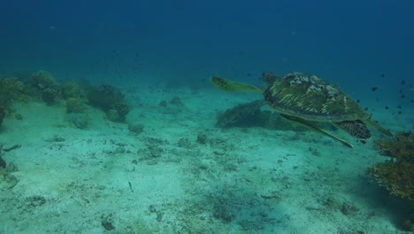 Grüne-Schildkröte-Mit-Schiffshaltern-Schwimmt-Schnell-über-Flaches-Sandiges-Korallenriff-Hinweg