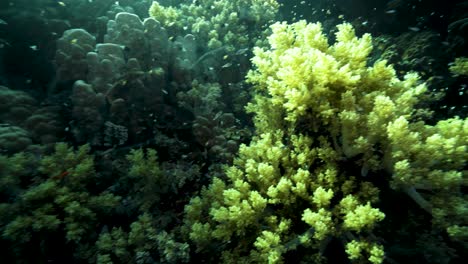 Schwarm-Kleiner-Fische,-Die-Durch-Eine-Acropora-Tenuis-Koralle-Im-Riff-Schwimmen---Unter-Wasser