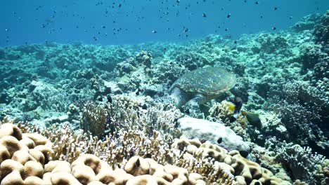 Einsame-Grüne-Meeresschildkröte-Auf-Korallenriffen-Zusammen-Mit-Anderen-Fischen---Unterwasseraufnahme