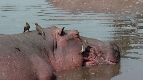 three-yellow-billed-oxpeckers-cleaning-hippo-head-in-muddy-water,-medium-shot