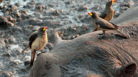 slow-motion-of-three-yellow-billed-oxpeckers-on-hippo-head,-one-with-fluffed-up-plumage,-all-three-taking-off,-close-up-shot