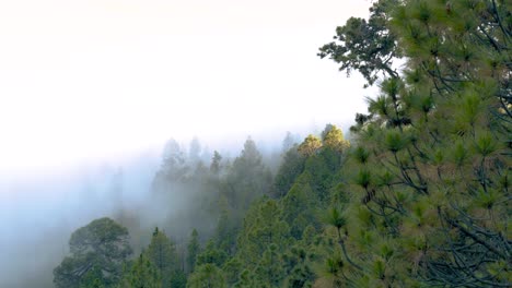 árboles-Del-Bosque-De-Pinos-Por-Encima-De-Las-Nubes-Con-Niebla-Y-Niebla-Durante-El-Día