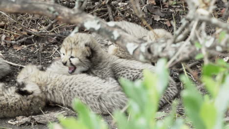 group-of-cheetah-babies-hidden-in-undergrowth,-snuggled-together,-waiting-for-their-mother-to-come-back