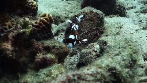 Juvenile-Harlekin-Sweetlips-Ahmt-Das-Aussehen-Eines-Giftigen-Plattwurms-Nach,-Um-Sich-Vor-Raubtieren-Auf-Einem-Tropischen-Korallenriff-Zu-Schützen