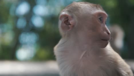 Little-monkey-looking-into-camera-with-a-lot-of-bokeh-in-the-background