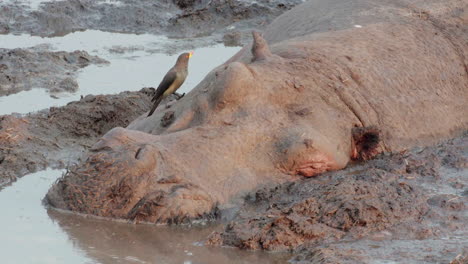 motionless-hippo-in-mud-facing-camera,-yellow-billed-oxpecker-hop-away,-medium-close-shot