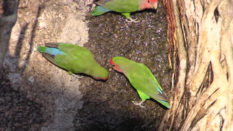 three-rosy-faced-lovebirds-drinking-water-dripping-from-a-tree,-medium-close-shot