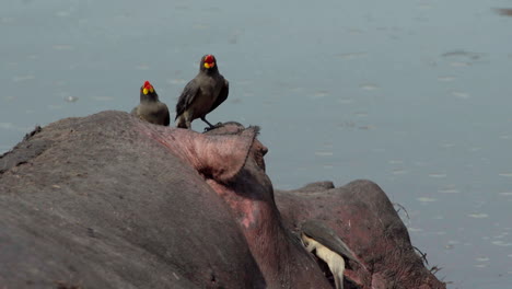 there-yellow-billed-oxpeckers-on-a-hippo-head,-one-pecking-parasites,-two-with-open-bill,-closeup-shot-showing-ear-and-eye-of-hippopotamus