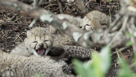 group-of-cheetah-babies-hidden-in-undergrowth,-snuggled-together,-waiting-for-their-mother-to-come-back,-trying-to-get-her-attention-by-making-silent-calls
