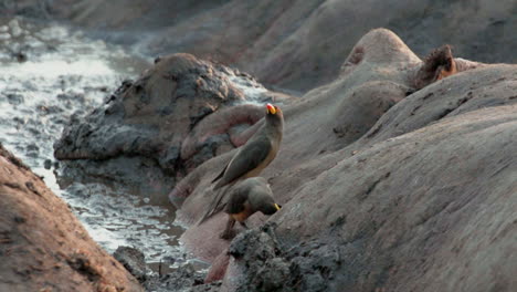 slow-motion-of-two-yellow-billed-oxpeckers-on-hippo-head-in-mud,-hippo-motionless,-birds-pecking-and-hopping