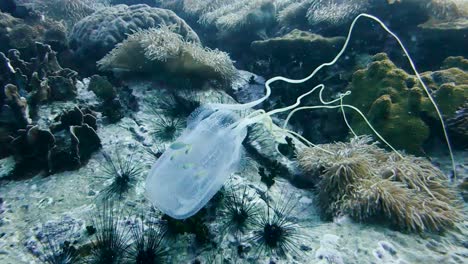 La-Medusa-De-Caja-Pulsa-Hacia-Adelante-Choca-Contra-El-Coral-Rebota-Y-Luego-Se-Aleja-Nadando