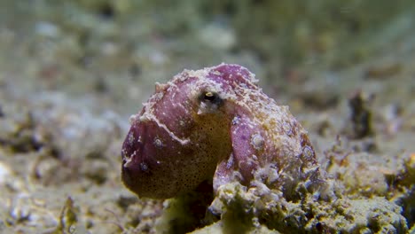 Shy-Blue-Ringed-Octopus-Rests-on-Sandy-Ocean-Bottom-Breathes-Quickly-Heavily