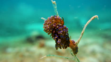 Colorful-Trinchesia-Yamasui-Sea-Slug-Holds-Stick-on-Ocean-Coral-Reef