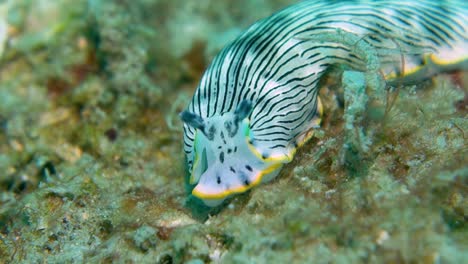 Strange-White-Black-Striped-Nudibranch-Sea-Slug-Searches-Ocean-Bottom-for-Food