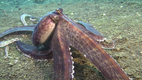 Mimic-Octopus-Mit-Verlängertem-Rock