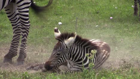 juvenile-zebra-takes-a-dust-bath-rolling-from-one-side-to-the-other-and-back,-medium-shot-with-more-zebras-and-dust