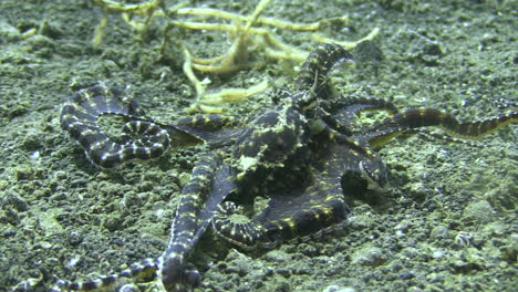 Mimic-Octopus,-Der-Einen-Hummer-Imitiert,-Der-über-Sandigen-Boden-Kriecht
