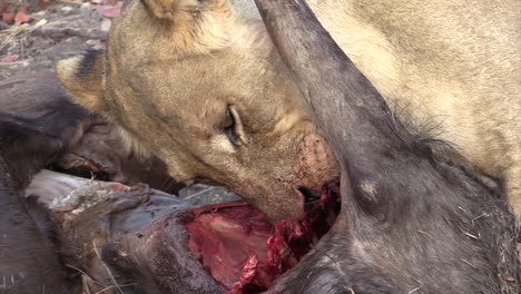 lioness-licking-and-chewing-the-ribs-of-a-killed-wildebeest,-second-lioness-comes-closer,-grabs-the-victim-with-her-fangs-and-pulls-it-away