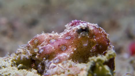 Winziger-Giftiger-Tintenfisch-Mit-Blauen-Ringen-Klammert-Sich-An-Den-Boden-Des-Sandigen-Tropischen-Korallenriffs
