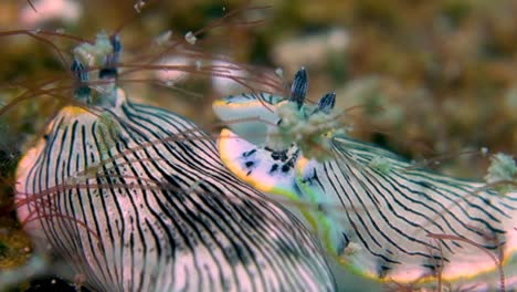 Two-Large-Black-Striped-Nudibranch-Sea-Slug-Worms-Rest-Motionless-on-Ocean-Bottom