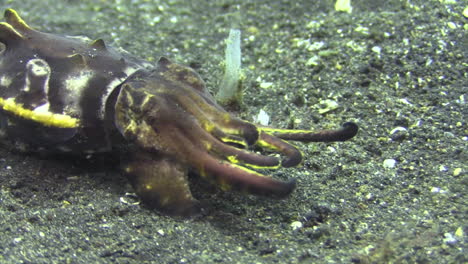 flamboyant-cuttlefish-walking-left-to-right-over-sandy-bottom,-color-display-changes-only-slightly
