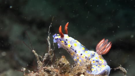 nudibranch-hypselodoris-infucata-with-yellow-and-blue-dots-and-reddish-horns-on-a-piece-of-coral