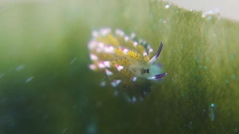 Costasiella-Kuroshimae-Nudibranch-Leaf-Slug-Pegado-A-La-Hoja-En-La-Corriente-Marina