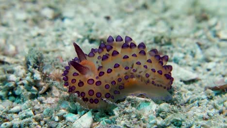 Janolus-Nudibranch-Sea-Slug-Crawling-Cerata-Swaying-in-Strong-Current