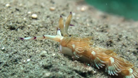 orange-version-of-nudibranch-pteraeolidia-ianthina-moving-right-to-left-on-sandy-bottom,-close-up-showing-only-part-of-body,-bristling-hair-like-appendages