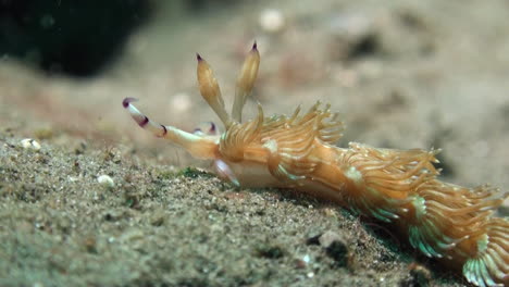 orange-version-of-nudibranch-pteraeolidia-ianthina-moving-right-to-left-over-sandy-bottom,-close-up-showing-only-part-of-body