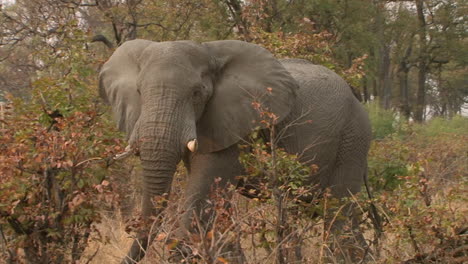 Männlicher-Afrikanischer-Elefant-In-Aufbrausender-Stimmung-Im-Trockenen-Buschland-Mit-Den-Ohren,-Die-Bedrohliche-Gesten-In-Richtung-Der-Kamera-Machen