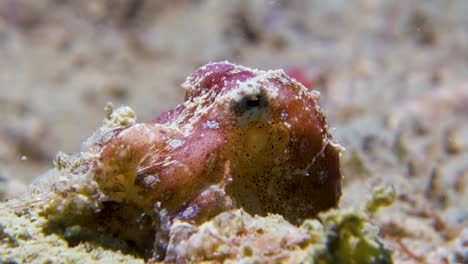 Tiny-Poisonous-Blue-Ringed-Octopus-Moving-Siphon-Gills-to-Breathe-Saltwater