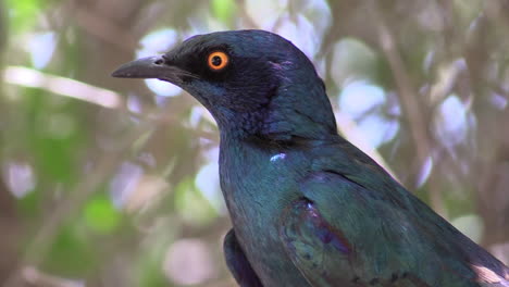 Cape-glossy-starling-lamprotornis-nitens-turning-head,-leaves-and-twigs-in-background,-close-up-showing-upper-body-parts