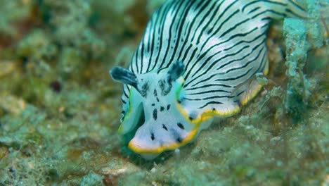 Black-White-Striped-Soft-Nudibranch-Sea-Slug-Uses-Head-Mouth-to-Search-for-Food
