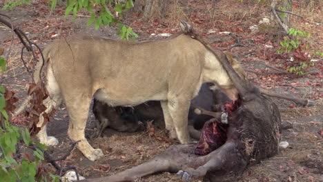 Lioness-tears-meat-from-the-bones-of-her-prey---a-wildebeest